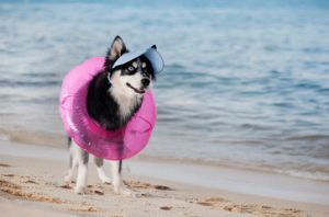 pomsky